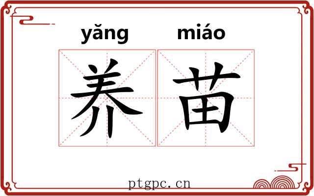 养苗 养苗