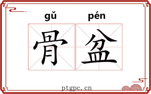 骨盆 骨盆