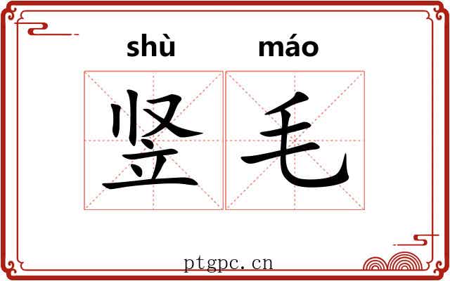 竖毛 竖毛