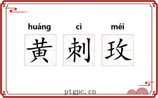 黄刺玫 黄刺玫