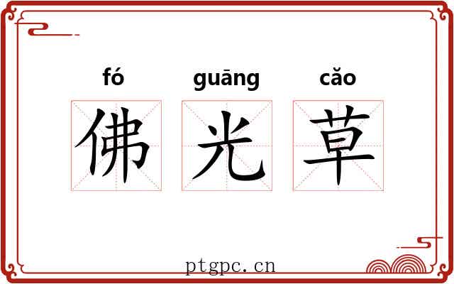 佛光草 佛光草