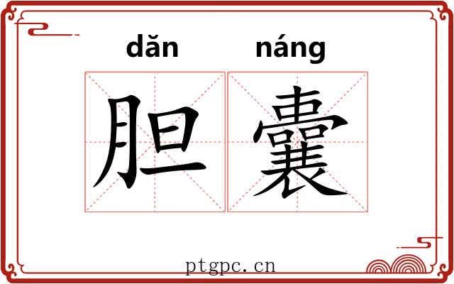 胆囊