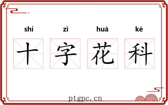 十字花科 十字花科