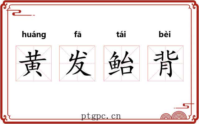 黄发鲐背 黄发鲐背