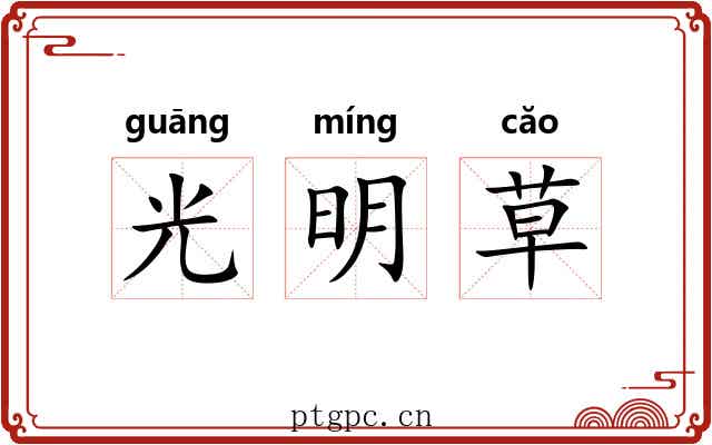 光明草 光明草