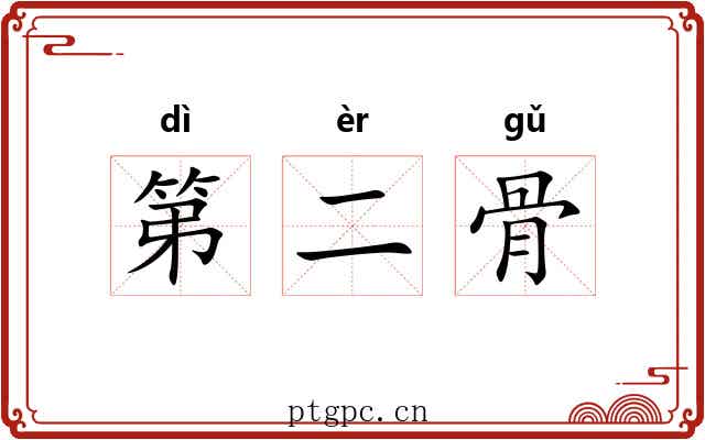第二骨 第二骨