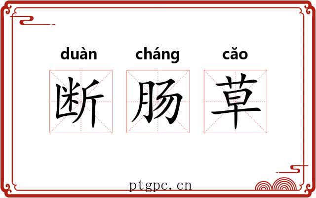 断肠草 断肠草
