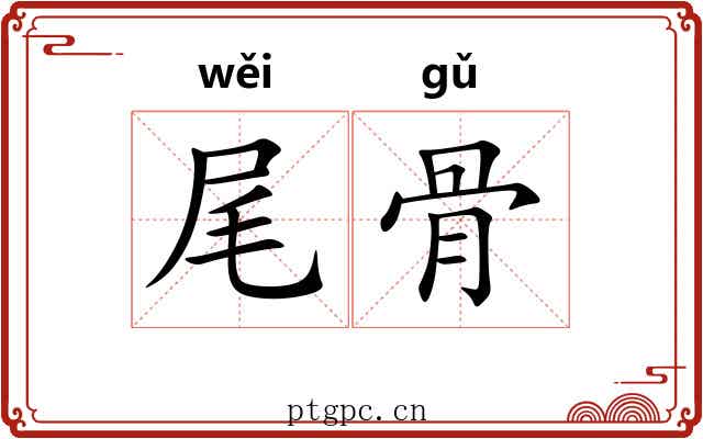 尾骨 尾骨