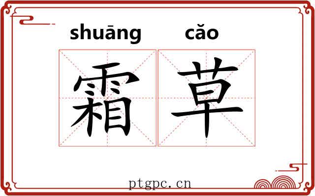 霜草