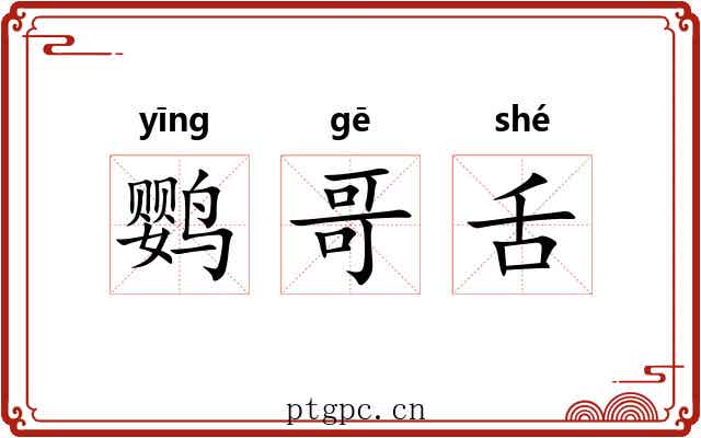 鹦哥舌