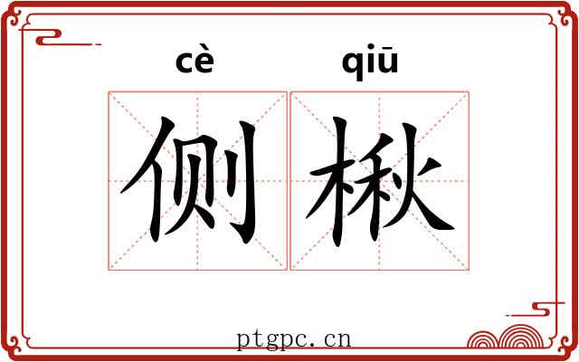侧楸