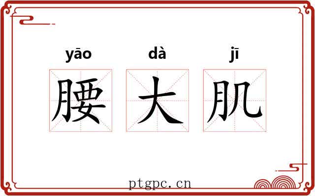 腰大肌 腰大肌