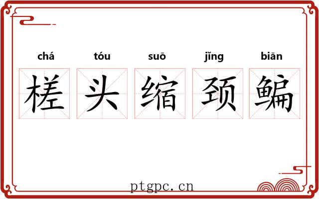 槎头缩颈鳊 槎头缩颈鳊
