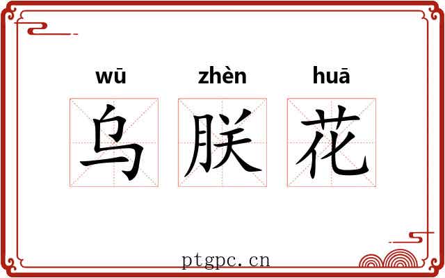 乌朕花 乌朕花