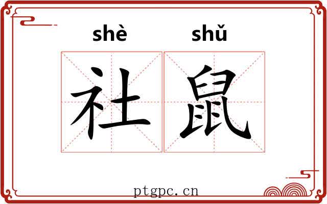 社鼠