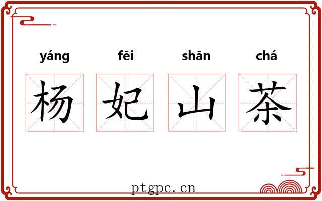 杨妃山茶
