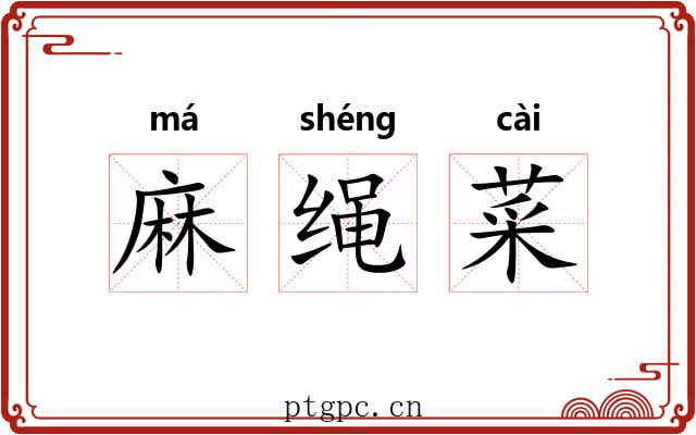 麻绳菜 麻绳菜
