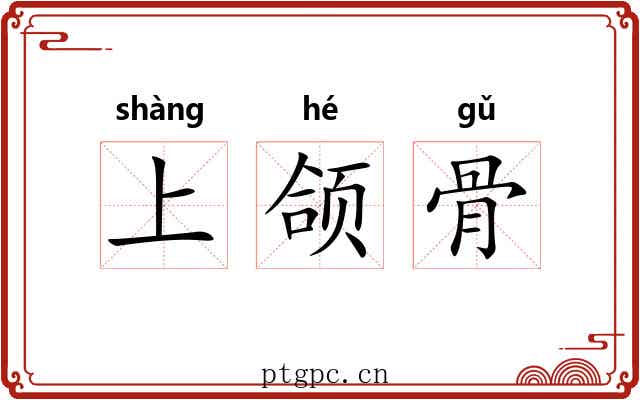 上颌骨 上颌骨
