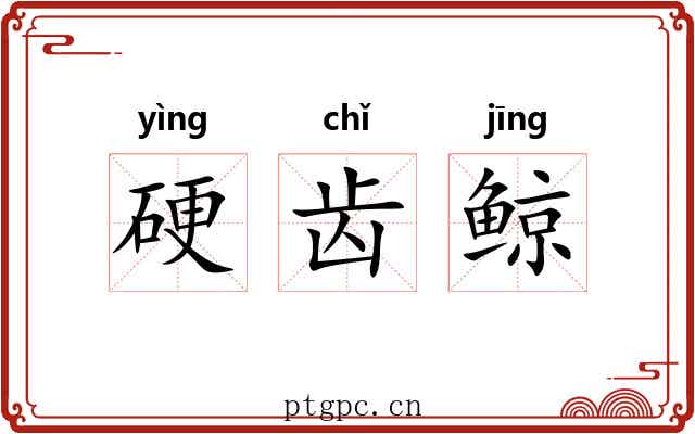 硬齿鲸