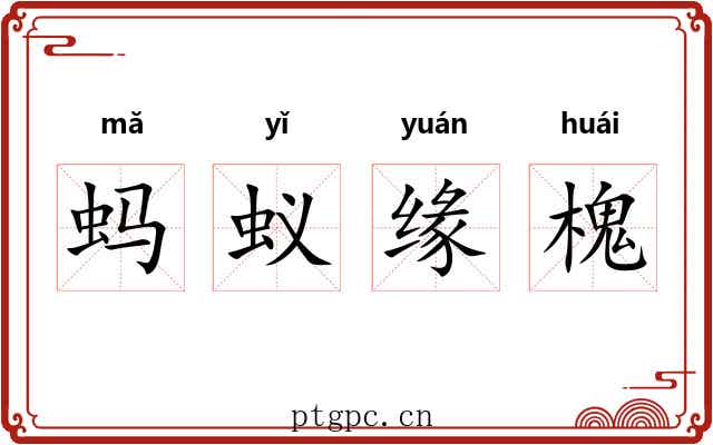蚂蚁缘槐 蚂蚁缘槐