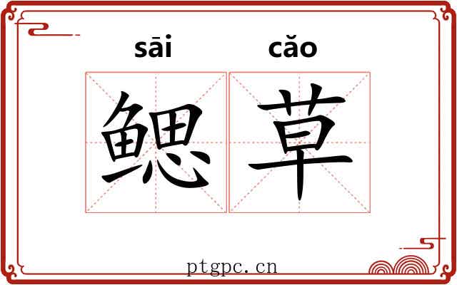 鳃草 鳃草