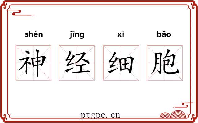 神经细胞 神经细胞