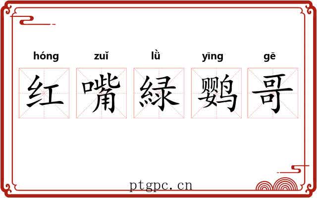 红嘴緑鹦哥 红嘴緑鹦哥