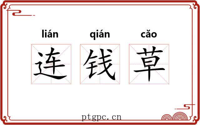 连钱草 连钱草