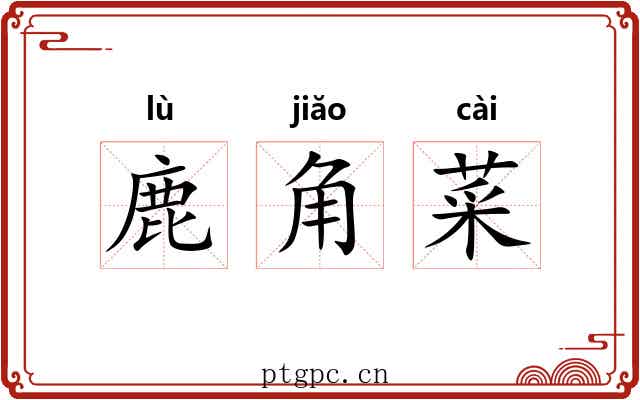 鹿角菜 鹿角菜