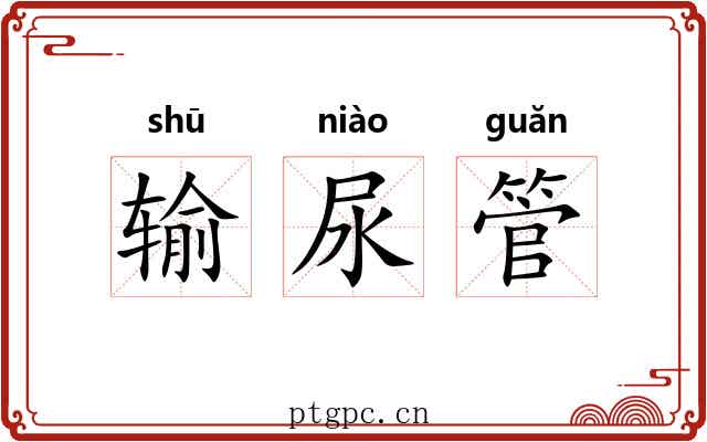 输尿管 输尿管