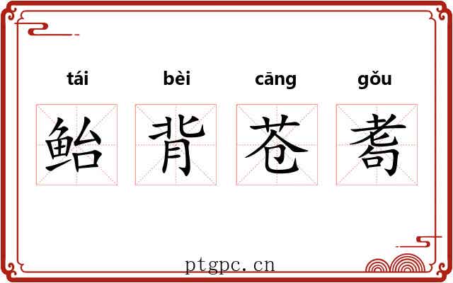 鲐背苍耈 鲐背苍耈