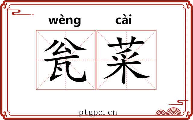瓮菜