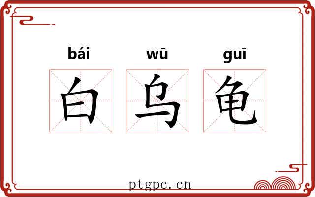 白乌龟