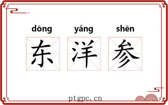 东洋参 东洋参