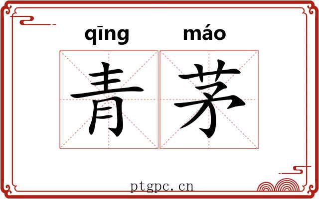 青茅 青茅