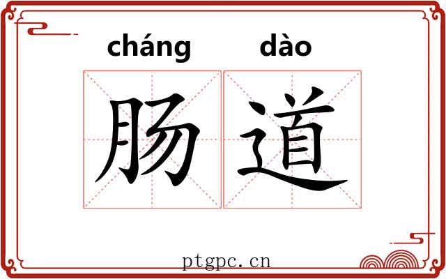 肠道
