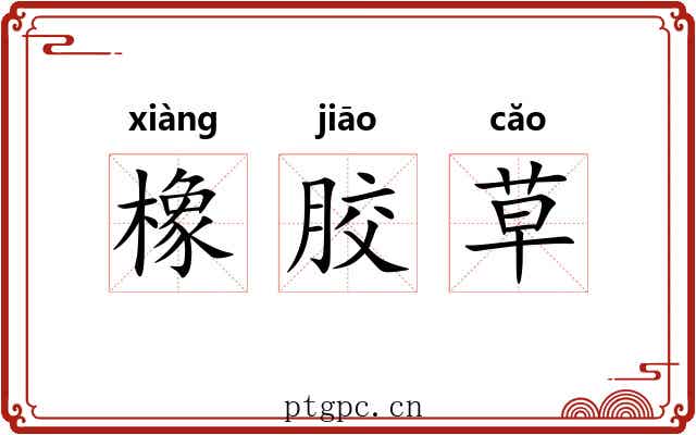 橡胶草 橡胶草