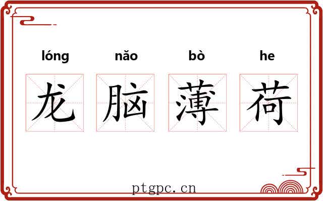 龙脑薄荷 龙脑薄荷