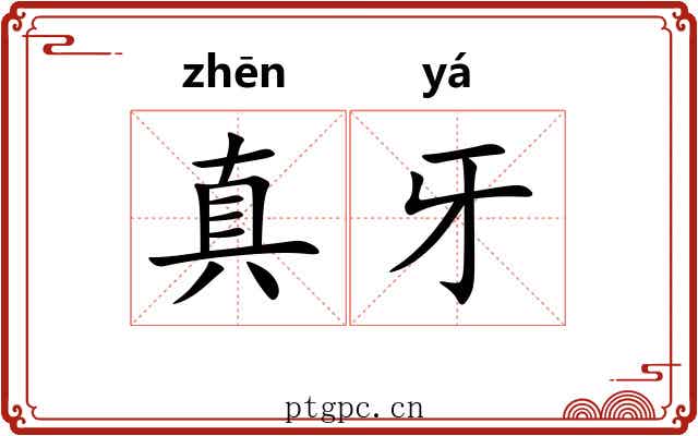 真牙 真牙