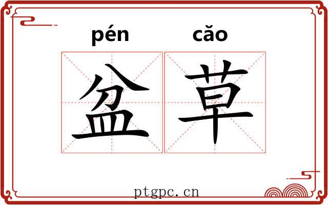 盆草