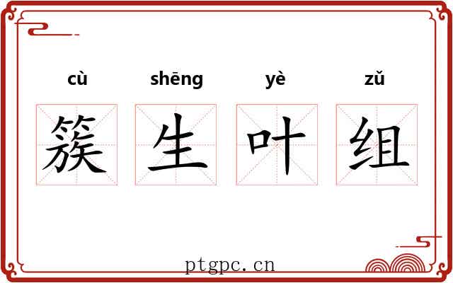簇生叶组 簇生叶组