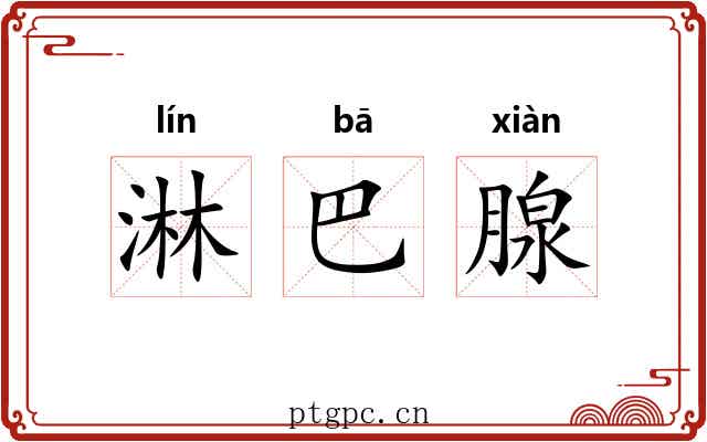 淋巴腺 淋巴腺
