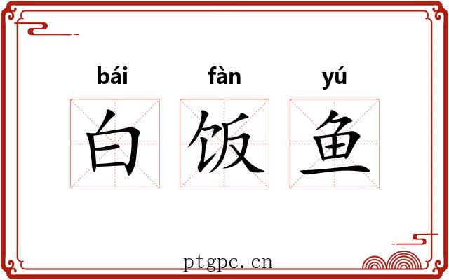 白饭鱼 白饭鱼