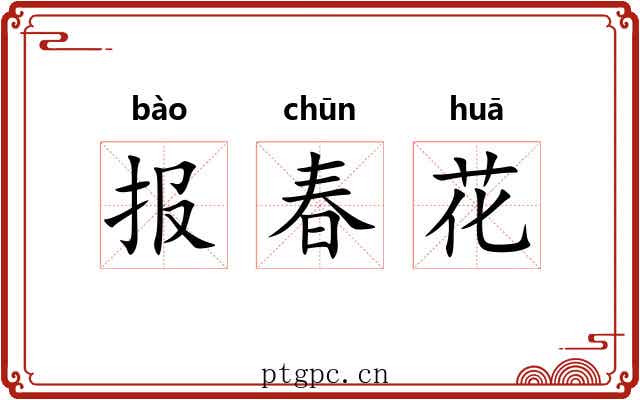 报春花 报春花