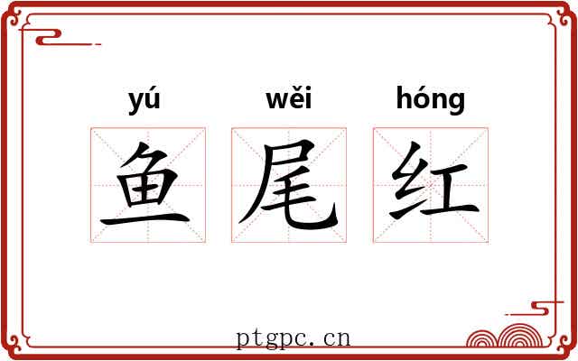 鱼尾红 鱼尾红