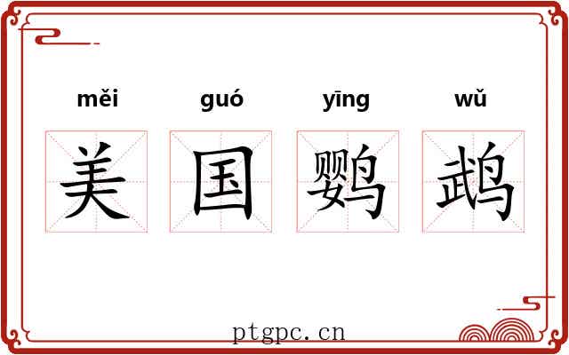 美国鹦鹉 美国鹦鹉