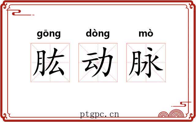 肱动脉 肱动脉