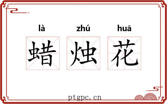 蜡烛花 蜡烛花