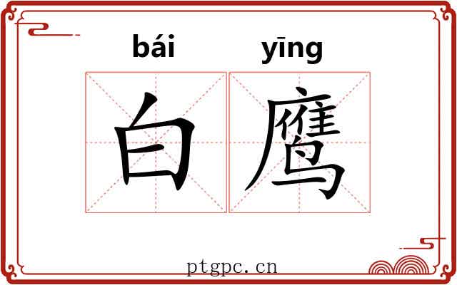 白鹰 白鹰