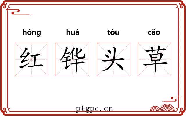 红铧头草